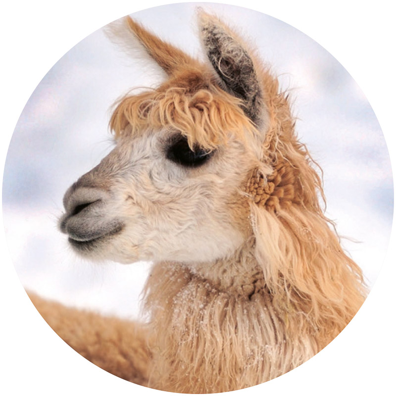 Vachtzolen Alpaca
